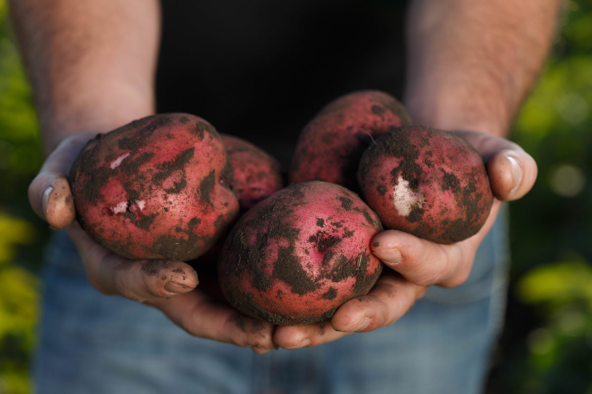 Fresh potatoes